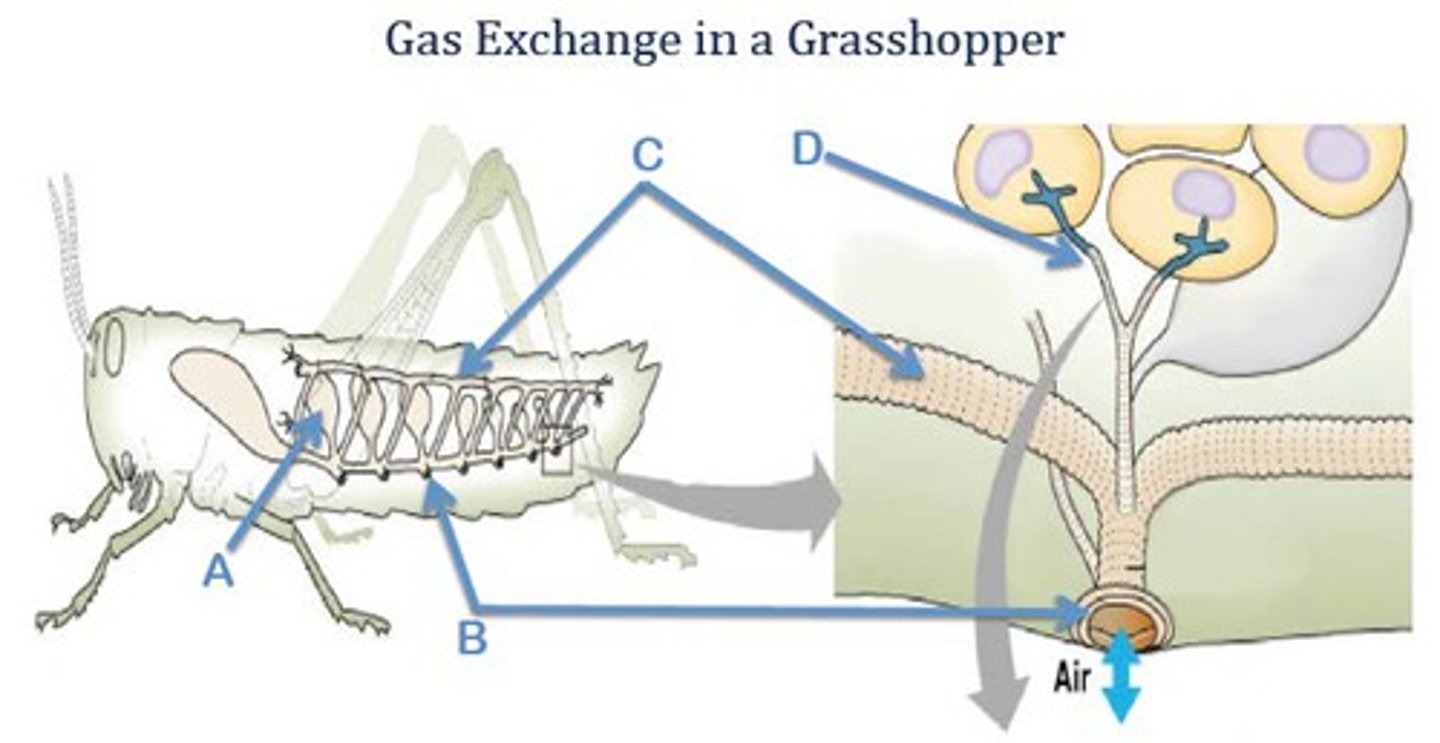 <p>A branching tubule that transfers air directly to the tissues of insects. These may connect to book lungs and open to the outside through spiracles.</p>