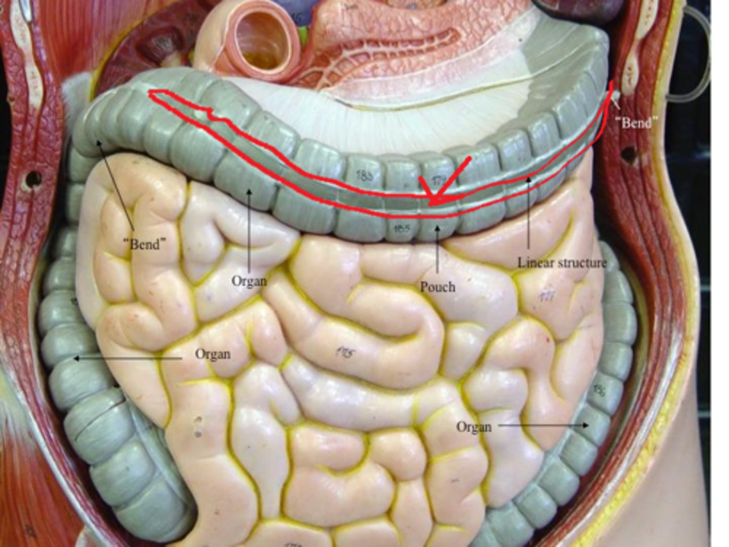 <p>Structure</p><p>- Shiny bit of smooth muscle in middle of small intestine</p><p>- TA will show on the transverse colon</p><p>- TA FAVE</p>