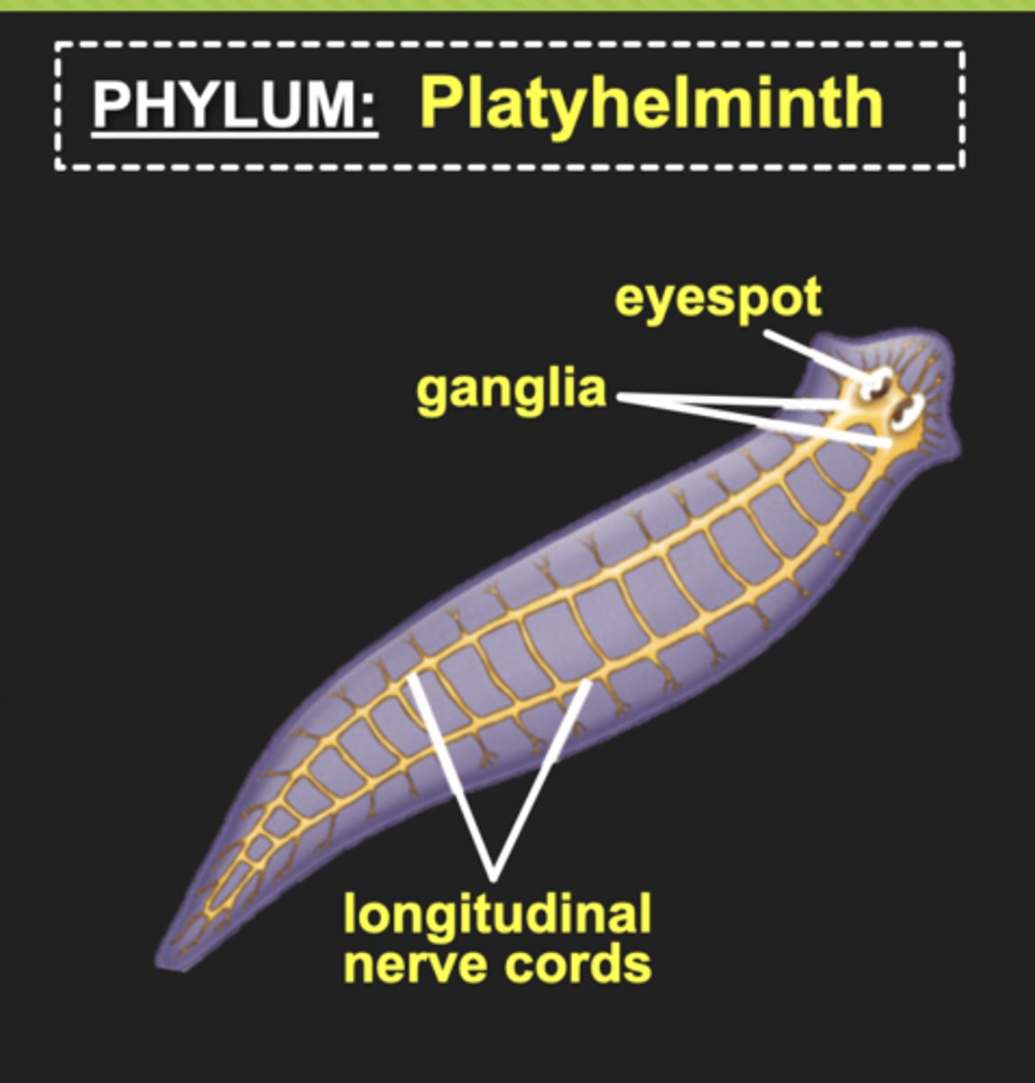 <p>- A pair of ganglia (clusters of neurons) at its head-end</p><p>- Cephalization: formation of a distinct head region containing a control center</p><p>- two or more longitudinal nerve cords (CNS) run the length of the body</p><p>- nerve nets serve as the PNS</p><p>- Eyespots house photoreceptors which detects changes in light</p>