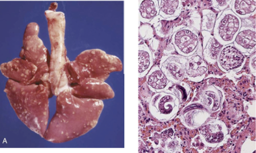 <p>This image matches which species?</p>