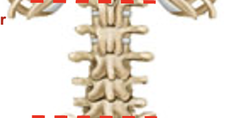 <p>5 bones that make up this part of the vertebral column </p>