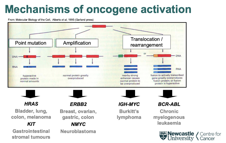 <ol><li><p class="Paragraph SCXO76683863 BCX0" style="text-align: left;"><span style="background-color: inherit; line-height: 22px; color: windowtext;"><span>Point mutation- single aa change that typically changes activity&nbsp;</span></span><span style="line-height: 22px; color: windowtext;"><span>&nbsp;</span></span></p></li><li><p class="Paragraph SCXO76683863 BCX0" style="text-align: left;"><span style="background-color: inherit; line-height: 22px; color: windowtext;"><span>Amplification- more quantitative change&nbsp;</span></span><span style="line-height: 22px; color: windowtext;"><span>&nbsp;</span></span></p></li><li><p class="Paragraph SCXO76683863 BCX0" style="text-align: left;"><span style="background-color: inherit; line-height: 22px; color: windowtext;"><span>Translocation/rearrangement-&nbsp;</span></span><span style="line-height: 22px; color: windowtext;"><span>&nbsp;</span></span></p></li></ol><ul><li><p class="Paragraph SCXO76683863 BCX0" style="text-align: left;"><span style="background-color: inherit; line-height: 22px; color: windowtext;"><span>Genes that come together on gene fusion to make new gene product e.g. BCRA-ABL</span></span><span style="line-height: 22px; color: windowtext;"><span>&nbsp;</span></span></p></li><li><p class="Paragraph SCXO76683863 BCX0" style="text-align: left;"><span style="background-color: inherit; line-height: 22px; color: windowtext;"><span>Bring genes into different regulatory areas e.g. Burkitt's lymphoma- oncogene put into really active area of genome&nbsp;</span></span><span style="line-height: 22px; color: windowtext;"><span>&nbsp;</span></span></p></li></ul><p></p>