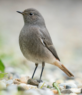 <p>Hausrotschwanz</p>