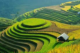 <p>(n) ruộng bậc thang</p>