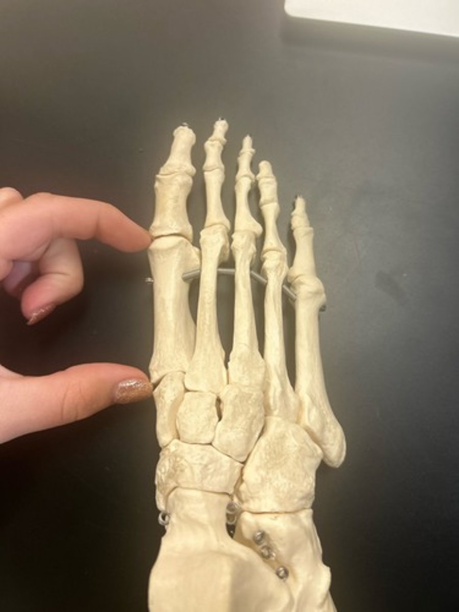 <p>name the bone</p>