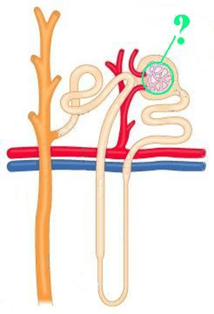 <p>Identify the indicated region of the nephron.</p>