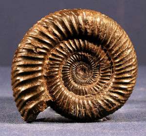 <p>Cast Fossil</p>