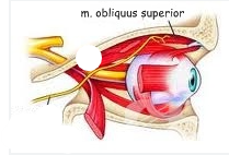 zenuw, type, functie, craniale foramen