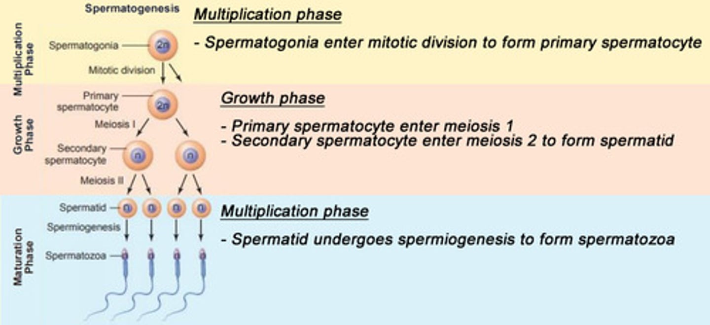 <p>1) Multiplication Phase</p><p>- Spermatogonia enter mitotic division to form primary spermatocyte</p><p>2) Growth Phase</p><p>- Primary spermatocyte enters meiosis 1</p><p>- Secondary spermatocyte enters meiosis 2 to form spermatid</p><p>3) Maturation Phase</p><p>- Spermatid undergoes spermiogenesis to form spermatozoa</p><p>Spermatogonia → primary spermatocyte → secondary spermatocyte → spermatid → spermatozoa </p>