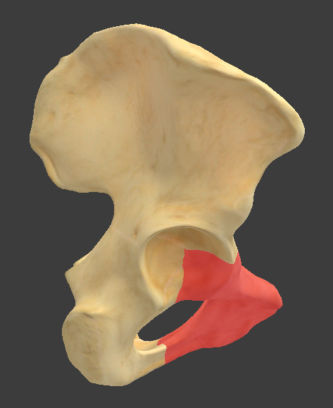 <p>What structure is highlighted in red?</p>