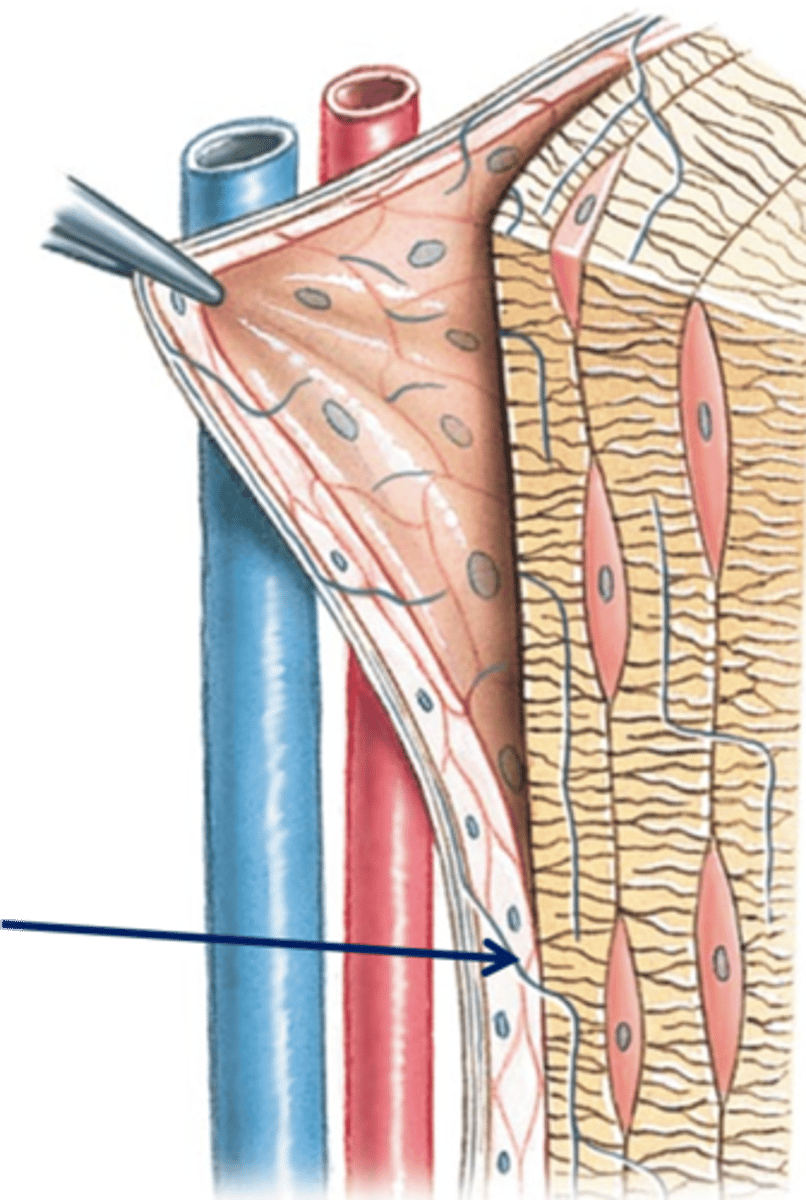 <p>Identify this structure which attaches the periosteum to compact bone.</p>