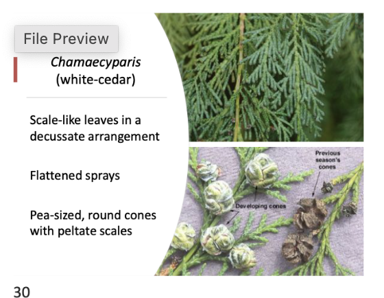 <p>scale like leaves, decussate arrangement. flattened sprays. pea sized round cones.</p>