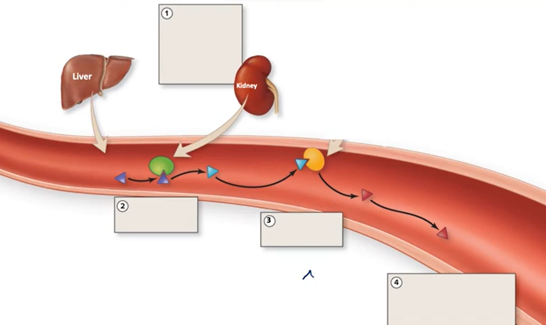 <p>renin-angiotensin system (RAS) → how is AT2 produced?</p>