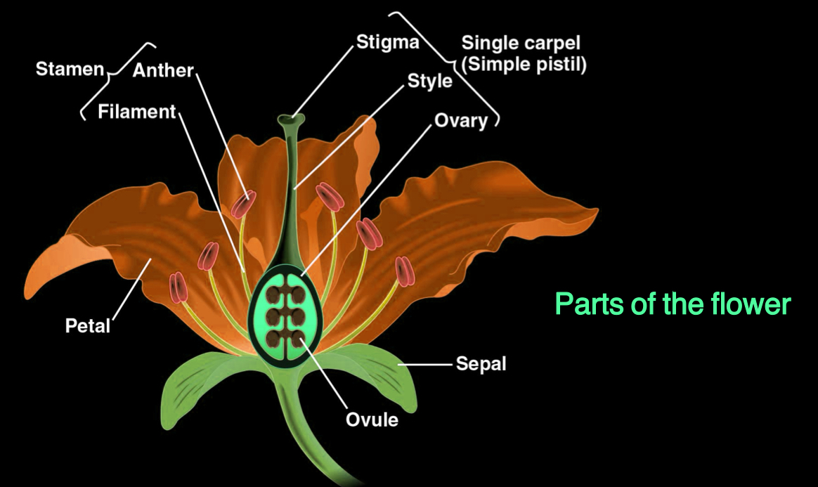 <p>4 types of modified leaves:</p><ul><li><p><strong>Sepals</strong> - enclose the flower</p></li><li><p><strong>petals</strong> - brightly coloured and attract pollinators</p></li><li><p><strong>stamens</strong> - produce pollen on their terminal anthers</p></li><li><p><strong>carpels</strong> consists of an <strong><em><u>ovary</u></em></strong> at the base, and a <strong><em><u>style</u></em></strong> leading up to a <strong><em><u>stigma</u></em></strong> where pollen is received</p></li></ul><p></p>