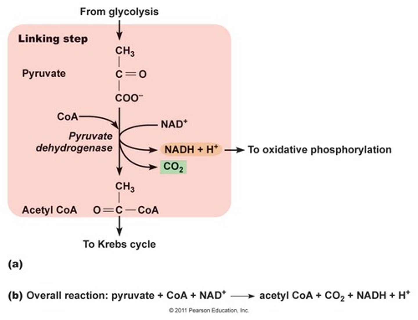 <p>(D) I, II, and III</p><p>Glycolysis generates NADH. The linking step generates NADH. The citric acid cycle, or Krebs cycle, generates NADH and FADH2. These intermediates donate their electrons to the electron transport, generating ATP.</p><p>Struggling to memorize the metabolic pathways (such as glycolysis and beta-oxidation)? Learn them like the back of your hand using Andrew's Metabolic Pathways Mastery Course @ https://mcatselfprep.com/course/andrews-metabolic-pathways-mastery-course/</p>