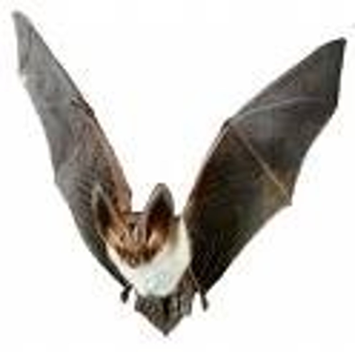 <p>bat</p>