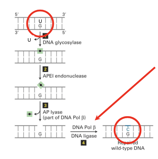 <p>(1)</p><ul><li><p><strong>DNA glycolase</strong></p><ul><li><p>recognizes the innapropriate or damaged DNA</p></li><li><p>hydrolyzes the bond between the mispaired base and the sugar phosphate backbone</p></li></ul></li><li><p>after the removal of the base there is a gap</p></li></ul><p>(2)</p><ul><li><p><strong>Apurinic/apyrimidinic endonuclease 1 (APE1) </strong>cuts the DNA backbone</p><ul><li><p>at the site where ther is no base</p></li></ul></li></ul><p>(3)</p><ul><li><p><strong>AP lyas</strong>e associated with <em>DNA polymerase beta</em> removes the deoxyribose phosphate</p><ul><li><p>DNA pol beta is specific for repair</p></li></ul></li></ul><p>(4)</p><ul><li><p><strong>DNA polymerase beta</strong> fills the gap by acting like a polymerase and <strong>DNA ligase</strong> seals the nick in the sugar-phosphate backbone</p></li></ul><p></p><p>nb. this system relies on double stranded DNA</p><p></p>