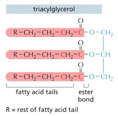 <p>which color represents glycerol ?</p>