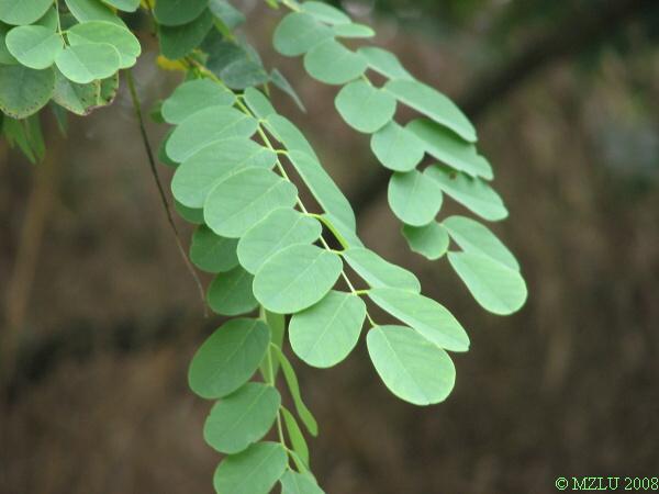 <p><span>trnovník akát</span></p>