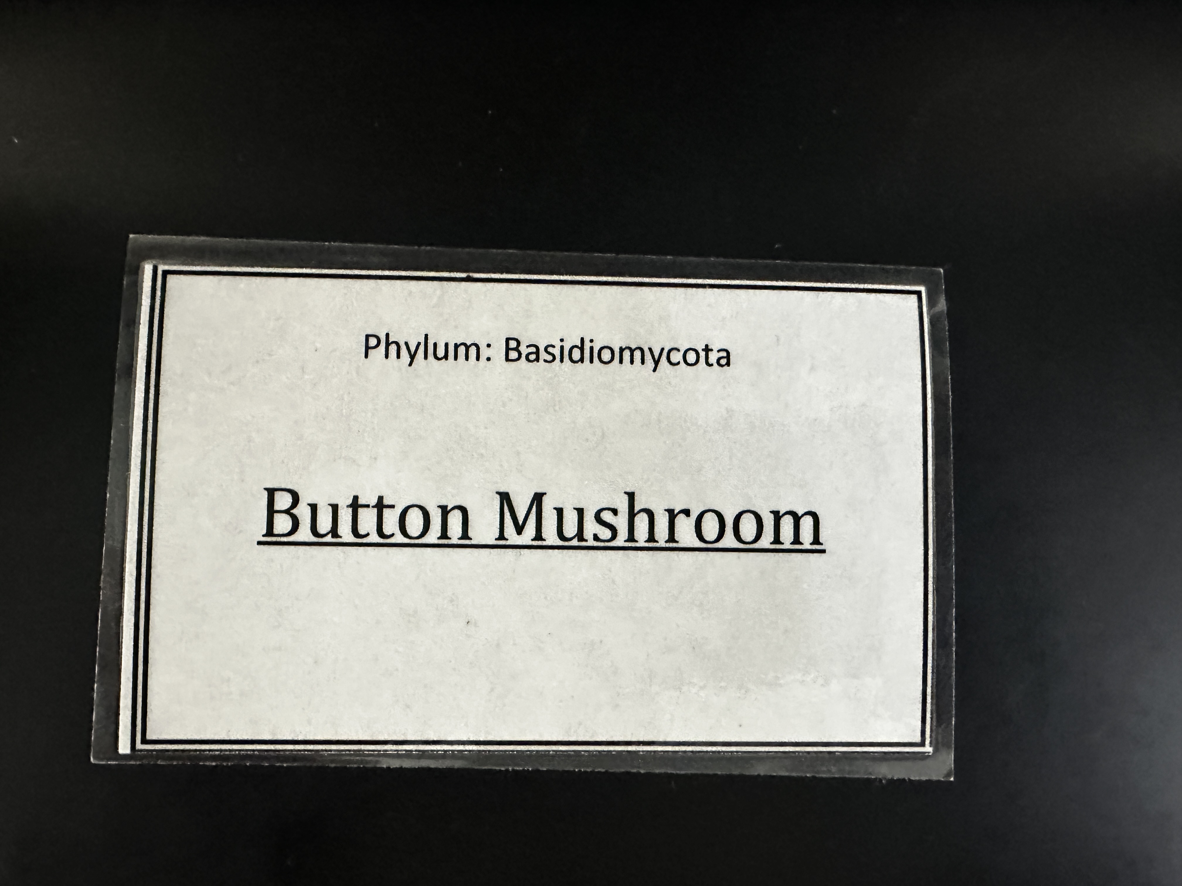 <p>Domain: Eukarya</p><p>Kingdom: Fungi</p><p>Clade: Basidiomycota</p>