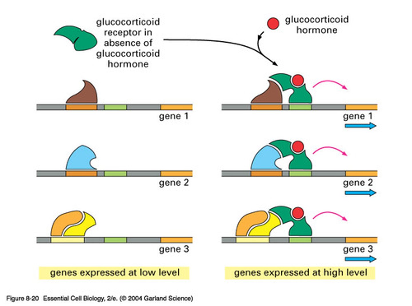 <p>The process in which a nucleotide sequence of a gene is used to make a functional product such as protein or RNA.</p>