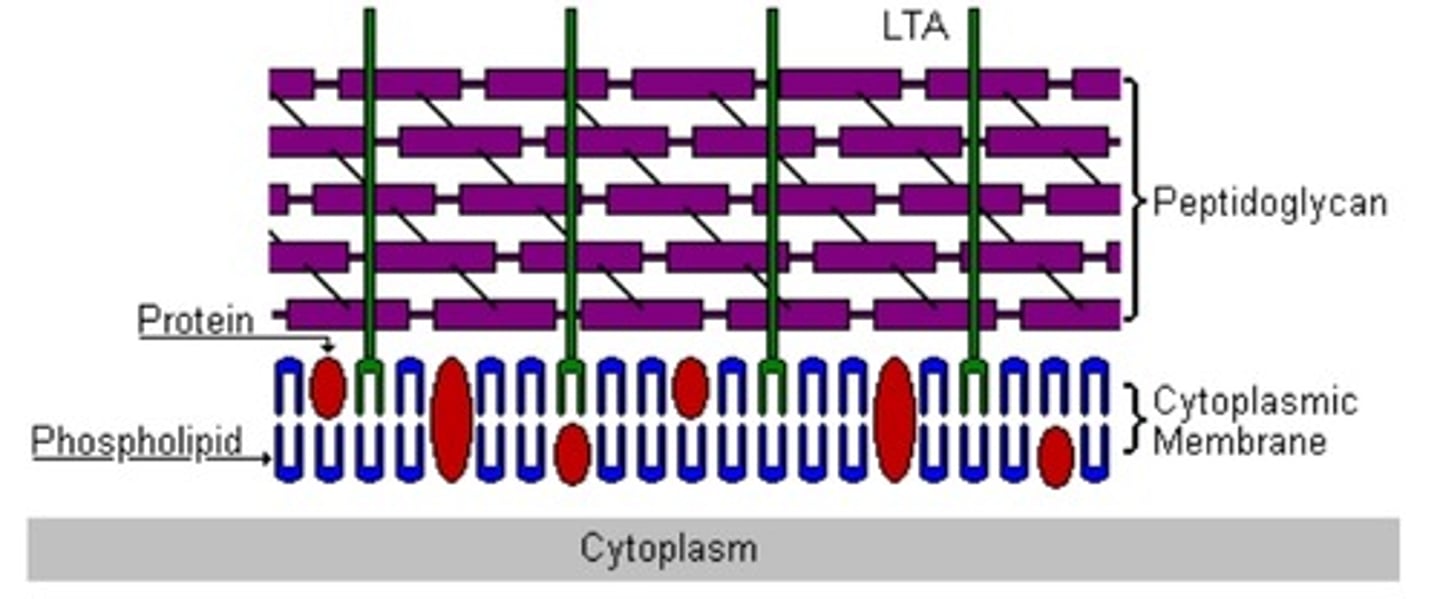 <p>thick layer of peptidoglycan bound to plasma membrane by teichoic acids</p>