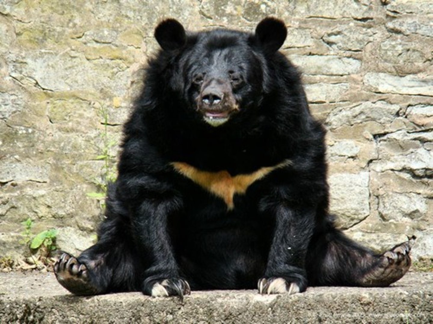<p>Mickey mouse ears, darker snout, fur longer than sun bear</p>