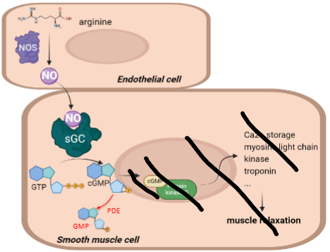 <p>PDE degrades cGMP → GMP thereby switching off the signal downstream.</p>