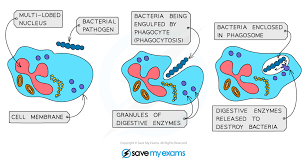 <p>What is the process of phagocytosis?</p>