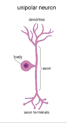 <p>Key Role: Rapid sensory input</p><p>Classic Location: Dorsal root ganglia</p>