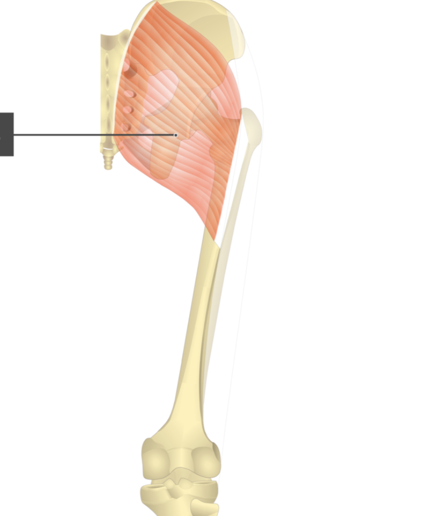 <p></p><p>origin: ilium and sacrum</p><p>insertion: iliotibial tract and proximal femur</p>