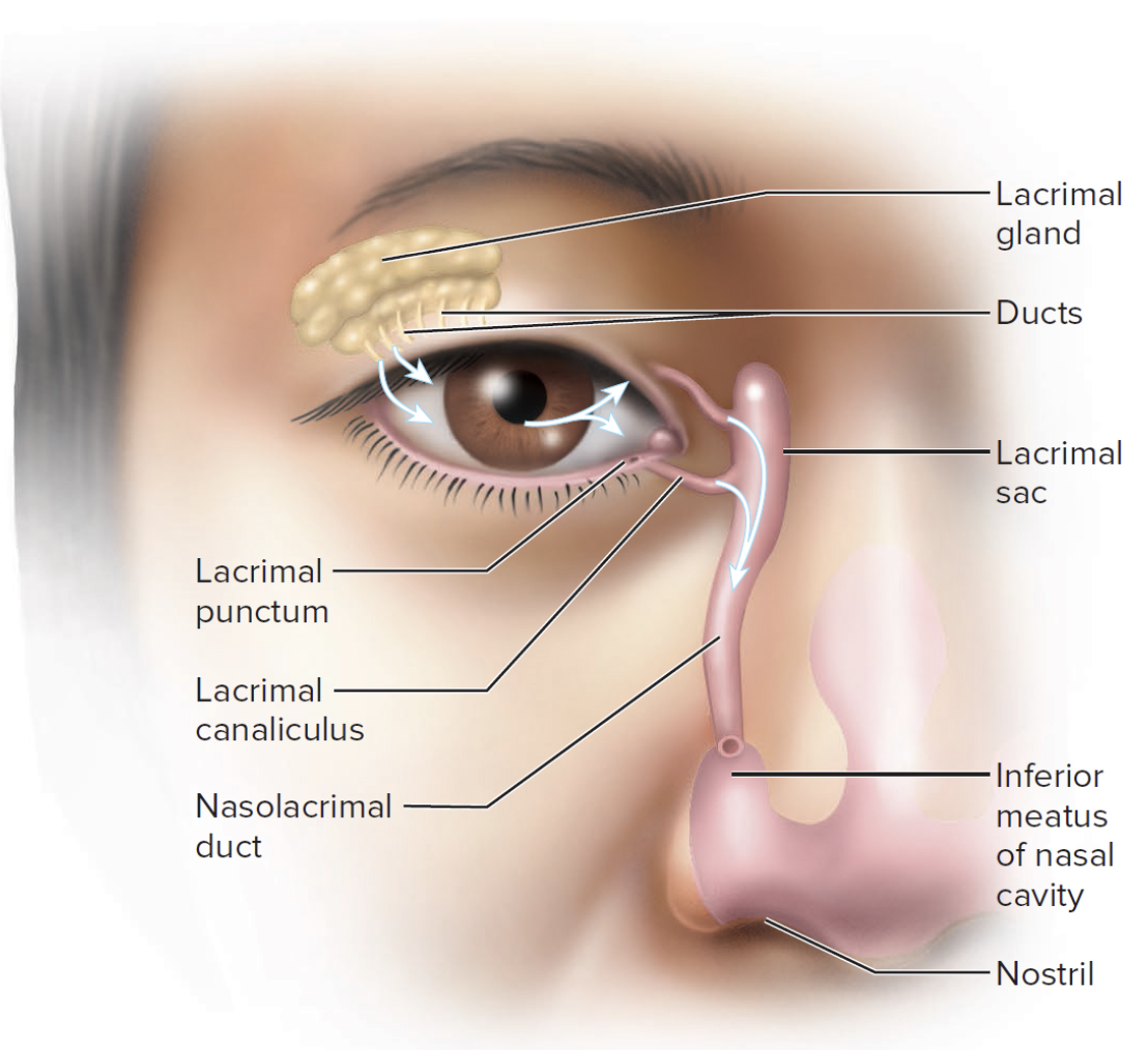 <ul><li><p><span><strong>Lacrimal gland</strong></span></p><ul><li><p><span style="color: rgb(192, 0, 0);">&nbsp;</span><span>Tears travel across conjunctiva and cornea</span></p></li></ul></li><li><p><span><strong>Lacrimal punctum</strong></span></p><ul><li><p><span style="color: rgb(192, 0, 0);">&nbsp;</span><span>Small pore in eyelid</span></p></li></ul></li><li><p><span><strong>Lacrimal canal</strong></span></p></li><li><p><span><strong>Lacrimal sac</strong></span></p></li><li><p><span><strong>Nasolacrimal duct</strong></span></p><ul><li><p><span>Drains to nasal cavity</span></p></li></ul></li></ul><p></p>