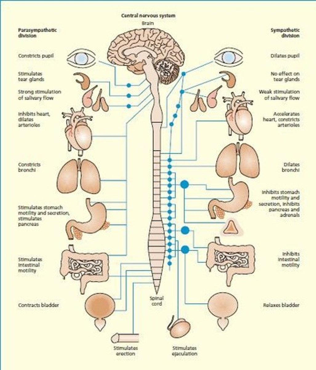 <p>Controls involuntary bodily functions and responses.</p>