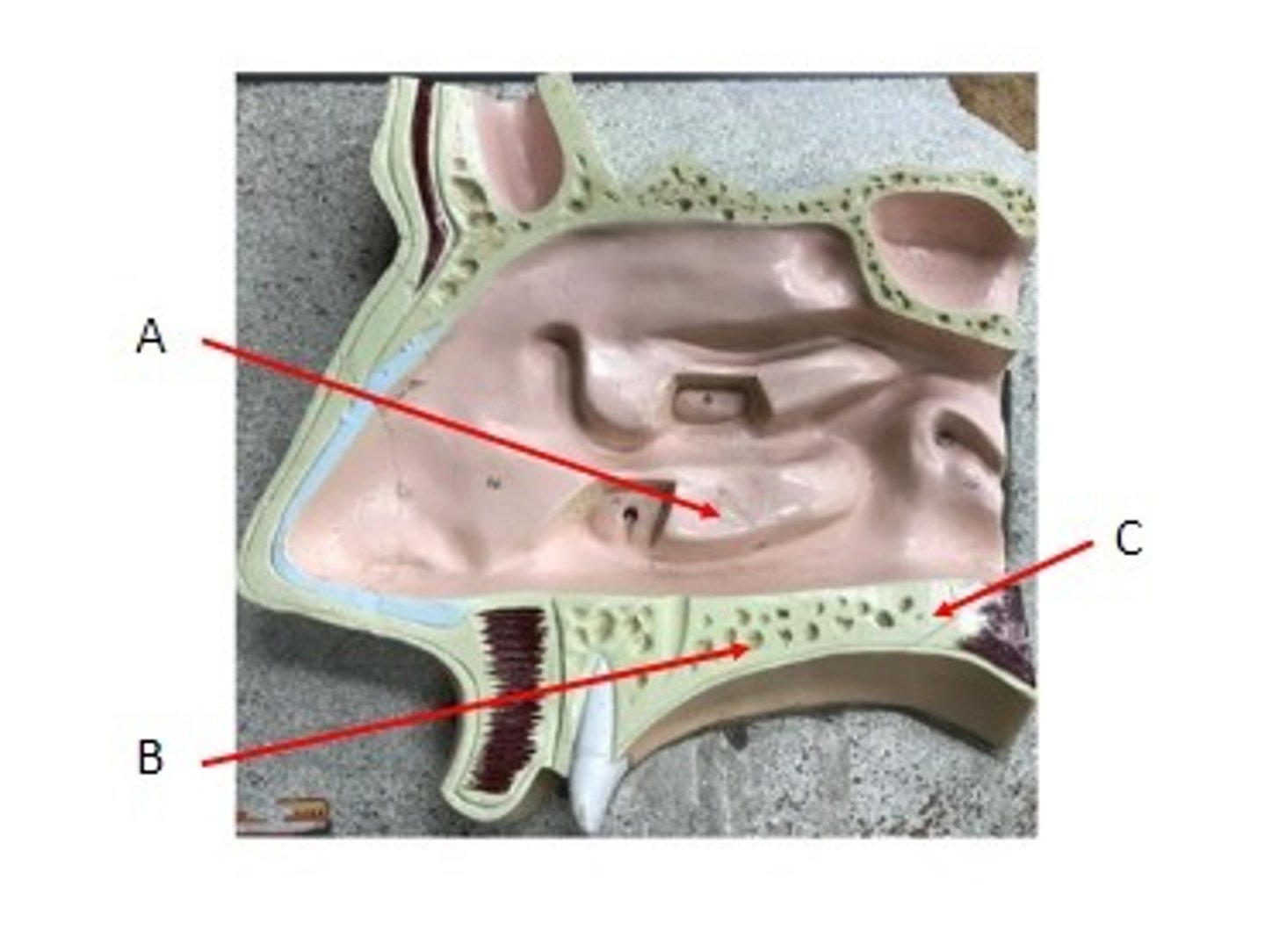 <p>Identify</p>