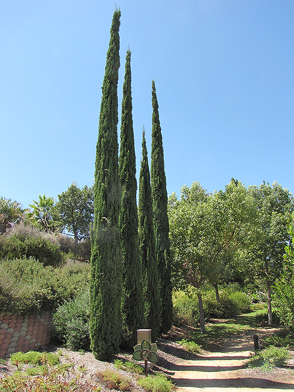 Italian cypress