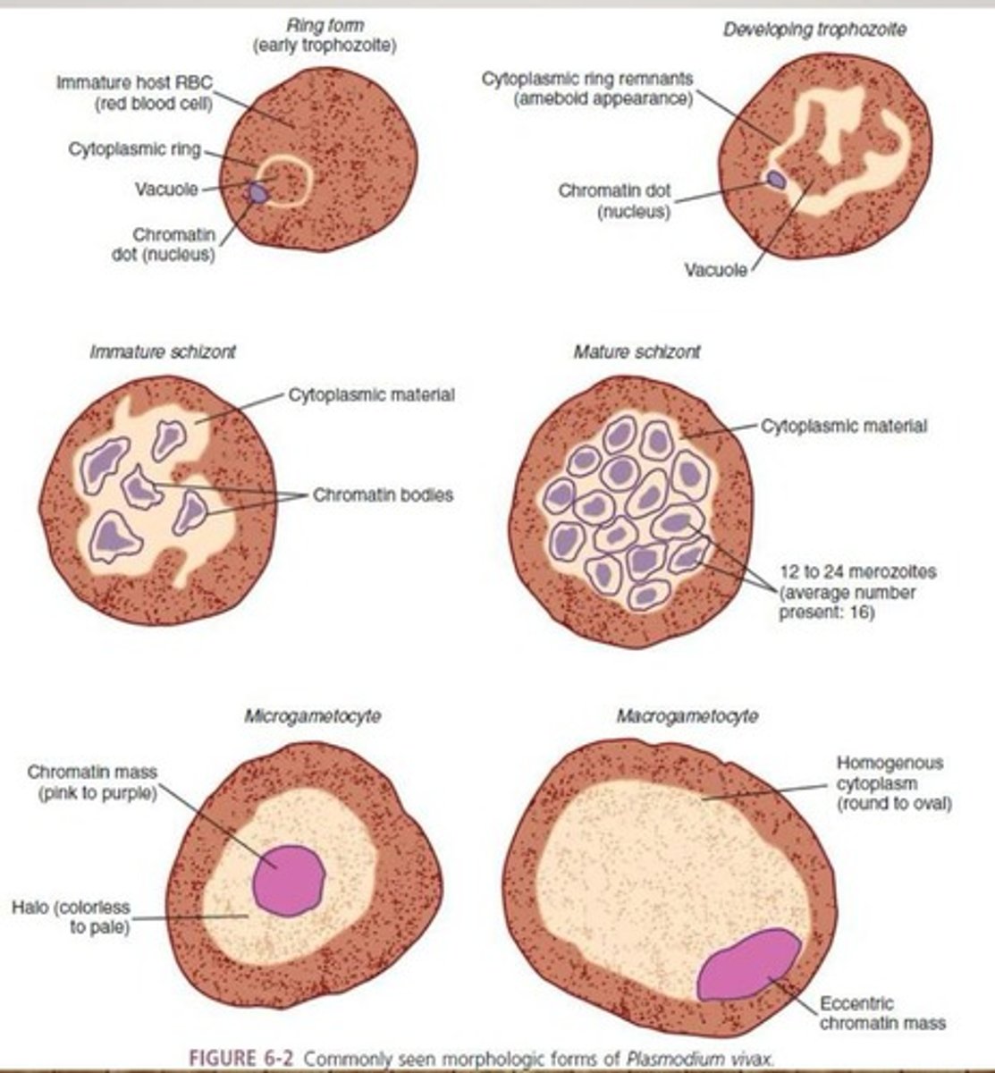 <p>Migration to the liver causing extraintestinal amoebiasis.</p>