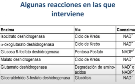 <p><strong>HIDROSOLUBLE</strong></p><p><strong>Funciones:</strong></p><p>origen a las coenzimas Anillo de <strong>NAD </strong>y <strong>NADP (formas activas)</strong></p><p>Transferencia de electrones</p><p></p><p>Síntesis: Se puede sintetizar en el organismo a partir de <u>triptofano</u>, pero la conversión es poco eficiente (60 mg triptofano = 1 mg B3), las principales fuentes son la carne y las legumbres, en promedio la ingesta está 900-1000mg / día.</p><p></p><p><u>Absorción</u></p><p>Difusion simpla a concentraciones altas (no es del todo claro)</p><p>Transportadores de monocarboxilato: Anti-transportadores depediendtes de Na+ (SMCT1 y SMCT2) y de H+ transportador monocarboxilado (MCT1)</p><p></p><p><u>Dependencia:</u></p><ul><li><p>NAD+ : principal recolector de equivalentes de reduccion durantes la<strong> degradacion oxidativa</strong>. En su forma reducida NADPH, transporta estos equivalentes de reducción a la cadena respiratoria mitocondrial.</p></li></ul><ul><li><p>NADPH: encargado de<strong> donar electrones</strong> en la mayoría de los procesos biosintéticos, participando en las <strong>rutas anabólicas</strong>.</p></li></ul><p></p><p></p>