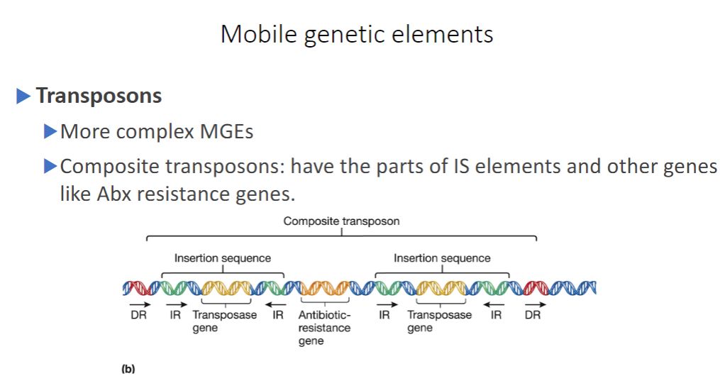 <p>Transposons are more complex in structure than IS elements. Some transposons (composite transposons) consist of a central region containing genes unrelated to transposition (e.g., antibiotic-resistance genes) flanked on both sides by IS elements that are identical or very similar in sequence (figure 12.136). The flanking IS elements encode the transposase used by the transposon to move. Other transposons (unit transposons) lack IS elements and encode their own transposition enzymes ( figure 12.13c). Two major transposition methods have been identified: simple transposition and replicative transposition. Simple transposition is also called cut-and-paste transposition. In this method, transposase catalyzes excision of the transposable element, followed by cleavage of a new target site and ligation of the element into this site (figure 12.14). Target sites are specific sequences about 5 to 9 bp long. When a mobile genetic element inserts at a target site, the target sequence is duplicated so that short, direct-sequence repeats flank the element&apos;s terminal inverted repeats. In replicative transposition, the original transposon remains at the parental site on the chromosome and a copy is inserted at the target DNA site. Simple Transposition</p>