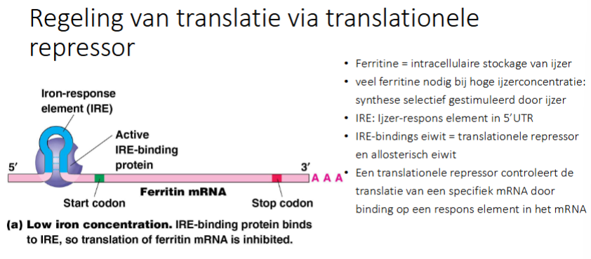 <ul><li><p>ferritine = intracellulaire stockage van Fe</p><ul><li><p>het zal dus gesynthetiseerd moeten worden wanneer er veel Fe aanwezig is</p></li></ul></li><li><p>veel ferritine nodig bij hoge ijzerconcentratie → synthese selectief gestimuleerd door Fe</p></li><li><p>IRE = ijzer-respons element in 5’ UTR</p></li><li><p>IRE-bindingseiwit = translationele repressor en allosterisch eiwit (heeft dus 2 conformaties en kan een effectormolecule binden, nl Fe kan zorgen voor verandering van de 3D structuur)</p></li><li><p>Bij lage concentratie aan ijzer bindt de translationele repressor (IRE bindins eiwit) zodat er geen translatie is van ferritine mRNA.</p></li><li><p>want 43S pre-initiatie complex van het ribosoom wordt eerst gevormd aan de cap → dan scant het (beweegt over het mRNA tot het AUG tegenkomt)</p></li><li><p>normaal zou hier initiatie gebeuren, dat zal hier niet gebeuren omdat de scanning wordt geblokkeerd door translationele repressor).</p></li></ul><p></p>