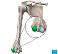 <p>Round knob on the lateral distal humerus.</p><p></p>