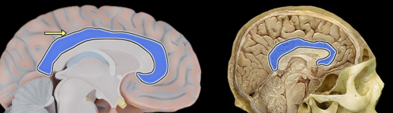 <p>Cingulate gyrus</p>