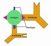 <ul><li><p>A substance that stimulates the reformation of an antibody. (Foreign Substance)</p></li></ul><p></p>
