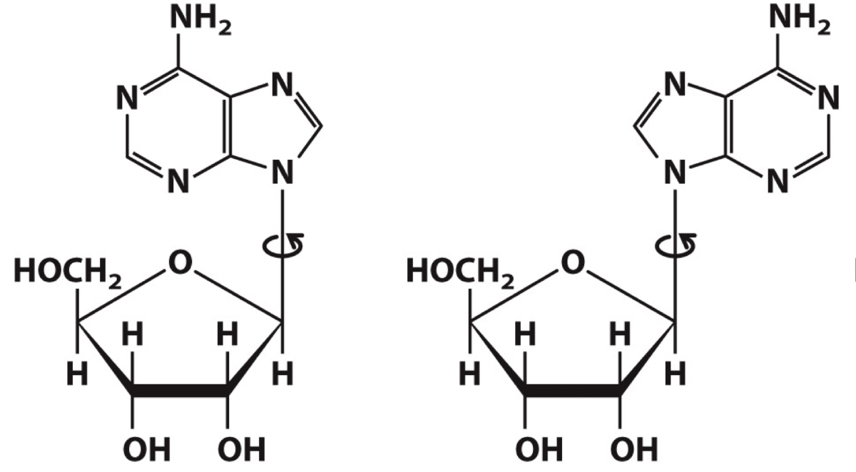 <p>Identify which adenosine is in the synconformation and which is in the anti conformation</p>