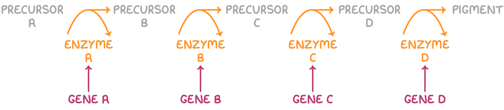 <ul><li><p>if any one of enzyme genes is not expressed - step in pathway is disrupted</p></li><li><p>so prevents production of intermediate substrate needed for the next enzyme in the sequence</p></li><li><p>∴ early blocked step masks the activity of genes further down in the pathway</p></li></ul><p></p>