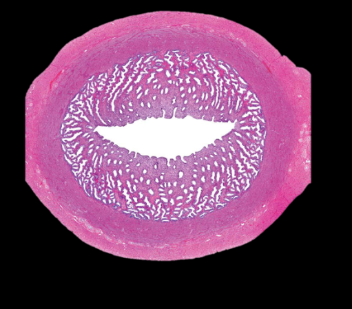 knowt flashcard image