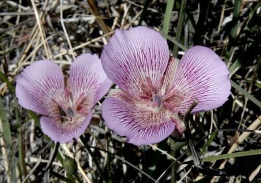 <p>Alkali Mariposa lily</p>