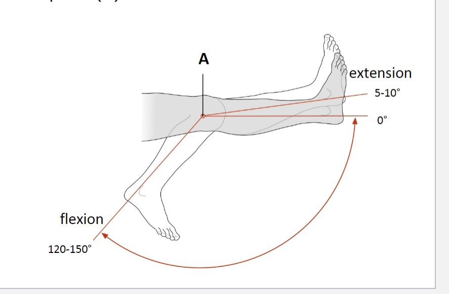 <p><span>Movements of the Knee Joint</span></p>