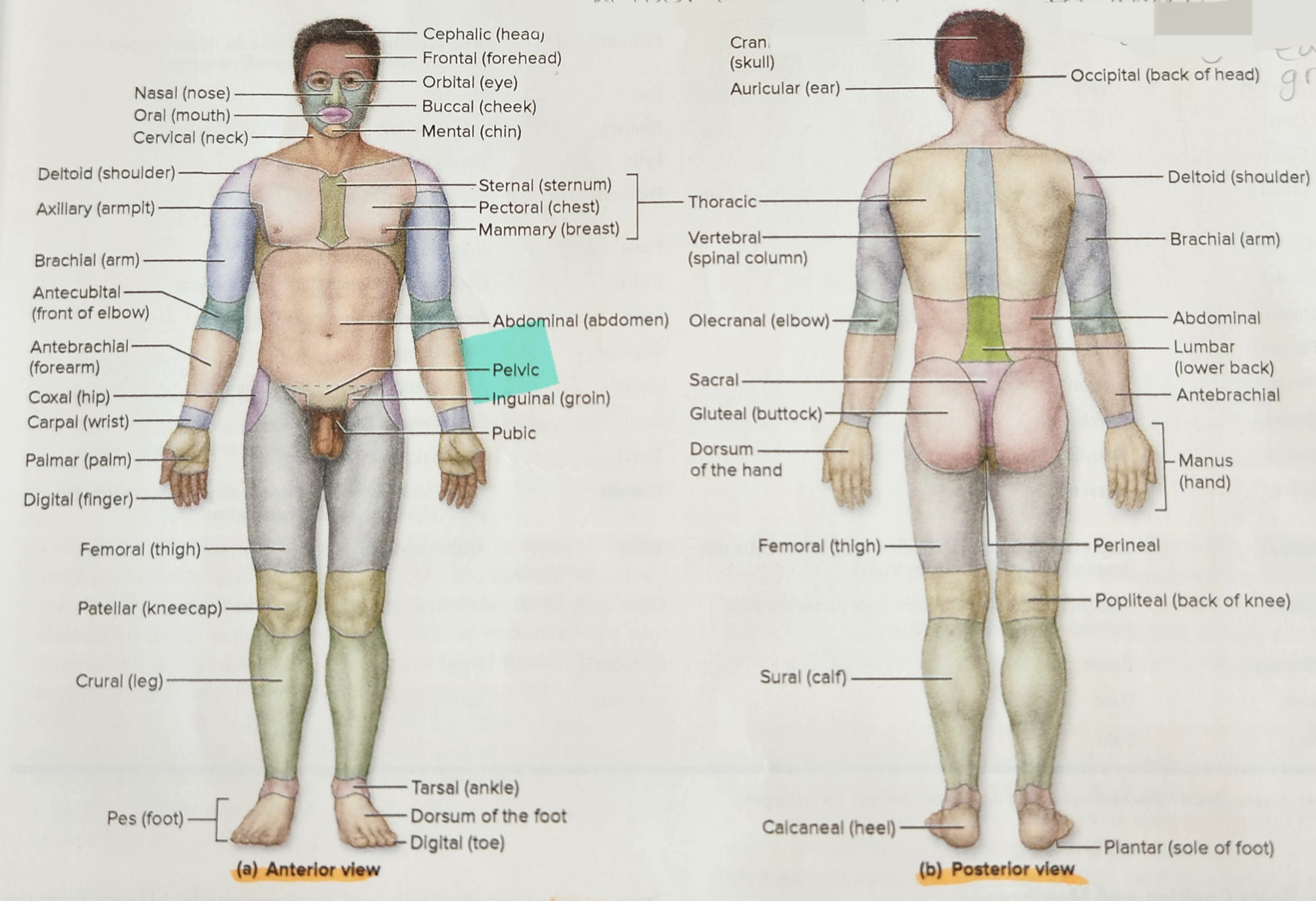 Pelvic Region