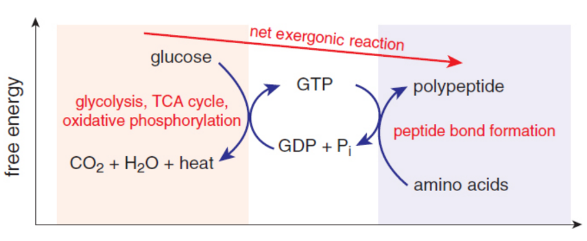 <p>A common method for supplying energy for nonspontaneous reactions is by pairing nonspontaneous reactions to spontaneous  ones that create the necessary energy</p>