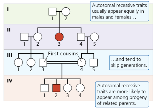 <p>Appear with equal frequency in males and females and tend to ‘skip’ generations</p>